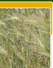 Fai da te il piano di concimazione dei cereali