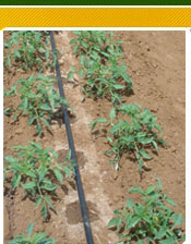 Calcola quanto irrigare le colture con impianti a goccia